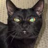 nigelpurrfect
