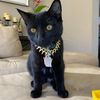 merl.cat