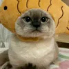 cattyme0