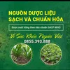 Nụ Hoa Tam Thất