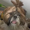 soylucky_elshihtzu