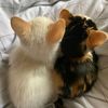 shehroz_khan922