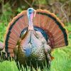 turkey9885
