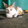 kiyomi16.3