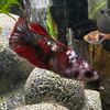 fishbisz