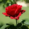 thanhgiang_6789