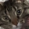 kittumkats