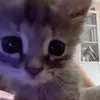 myluttelpony