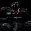 black24.mamba