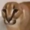 8xgjk