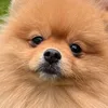 yuzu.pomeranian