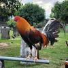 ktp_gamefarm