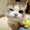 gwmanusia_0.1.1