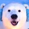 ASMR ICE BEAR