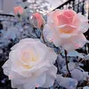 hawren.majeed