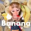 banana_bradok