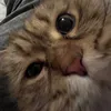 elisaistherizzler