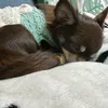 chihuahua.777.love