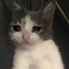 byblikpalka2