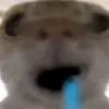 zitnecon1