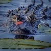 big.gator2
