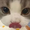 kahgwy65