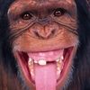 monkey.ngawan