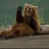 bear10514