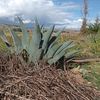 toropedro.aylas