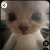 gatito._.64