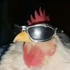 roostersonmyroster