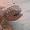 berdeddragons
