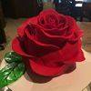 rose_de_witt_bukater_