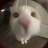 hmonehka8