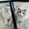 anya_churro_theragdolls