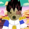 dino_vash