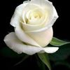 luz.villegas62