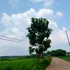 rafifah.sal