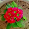 mashal.khan6070
