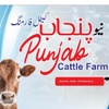 newpunjabcattle