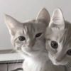 kizzevr