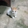 iwan.putra53