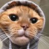 pai._22