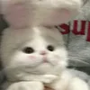 concacbietboiw_