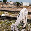 subhangoatfarm786