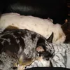sylvia_bandit_diva