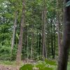 🇩🇰🌲141🌲☦️