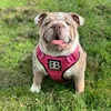 mabelenglishbulldog