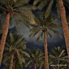 shazalia.hamed
