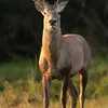 sabah9817